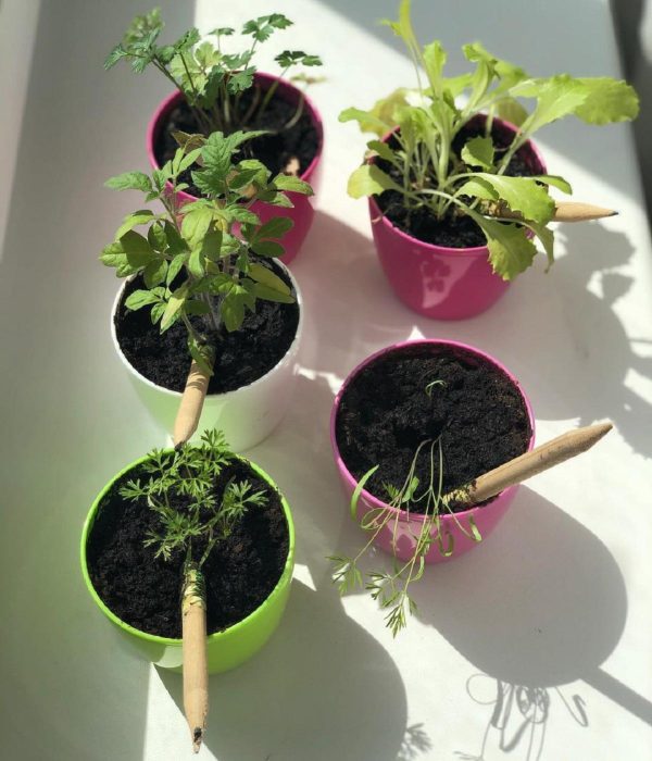 Living growing seed sprout wood pencil kid's garden kit children's garden seed kit grow your own garden kit perfect for kids and adults - Image 8