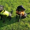 Lite Dog Vest. Coverage to Mid Back. Reflective Hi Visibility Fluorescent Yellow Fabric Helps to Keep Them in Sight and Safe On and Off Leash. - Image 3