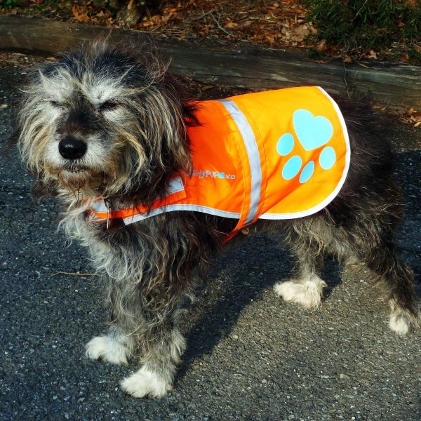 Reflective Dog Vest. Hi Visibility Fluorescent Blaze Orange Dog Vest Helps Protect Your Best Friend. Safeguard Your PUP from Motorists & Hunting Accidents On or Off Leash. (Small) - Image 6